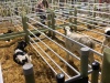 Calf Pens