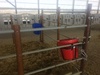 calf pens