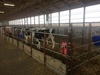 calf pens