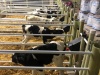 Calf Pens